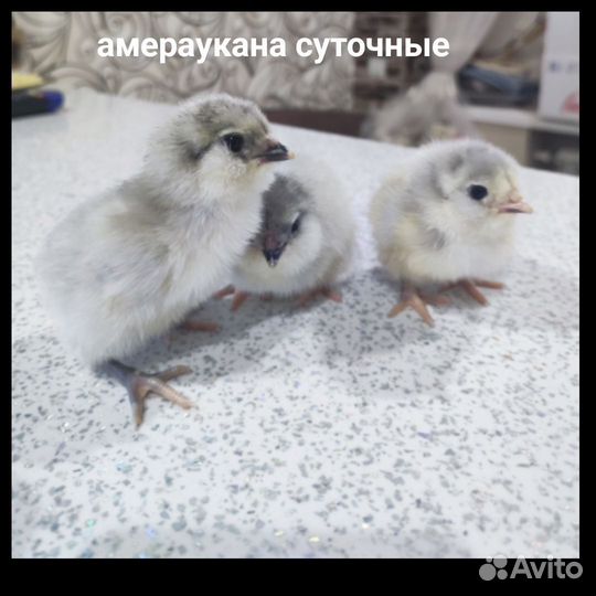 Цыплята суточные микс / амераукана от 16/05