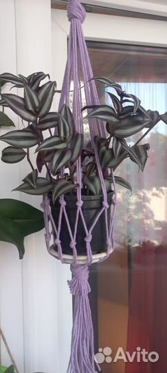 Традесканция с подвесом