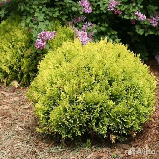 Туя западная Хозери