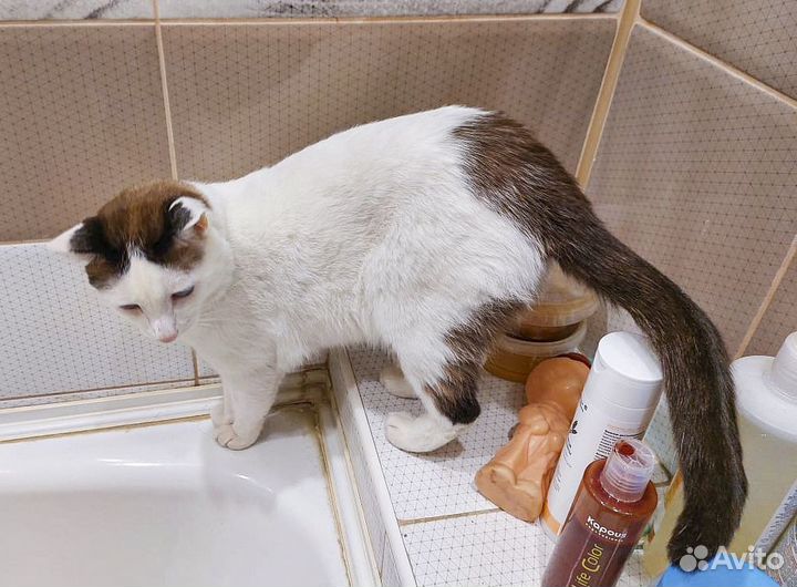 Обаятельный котик-кастрат с голубыми глазами