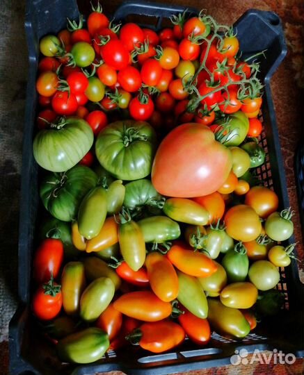 Разносолы домашние Огурцы, помидоры,лечо