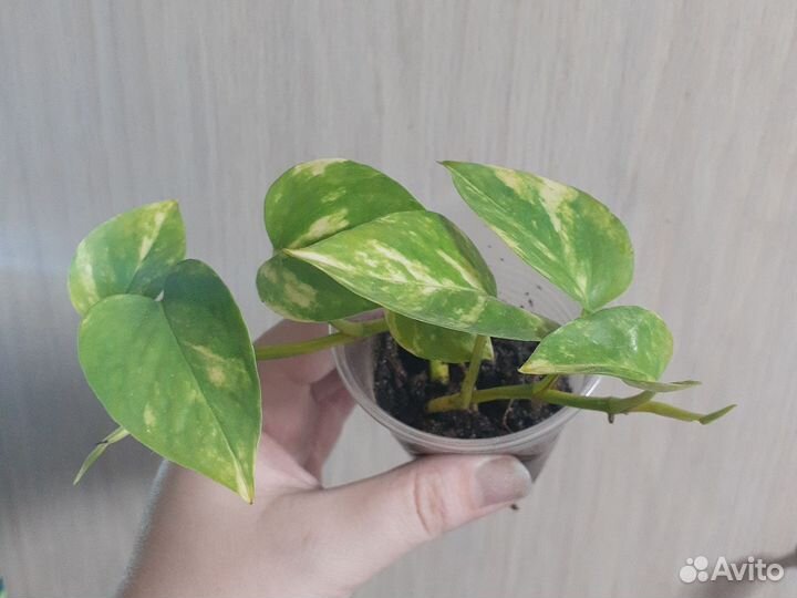 Комнатные цветы