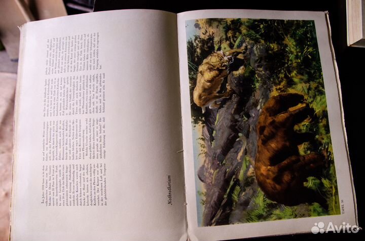 Menschen Der Urzeit Немецкая книга динозавры 1960