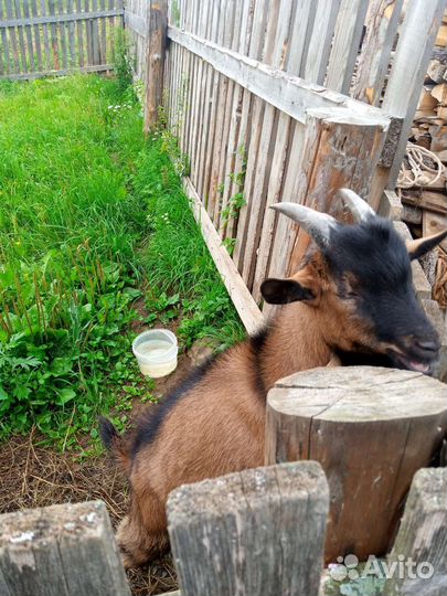 Чешский козел