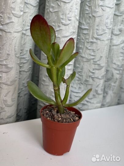 Крассула толстянка 2