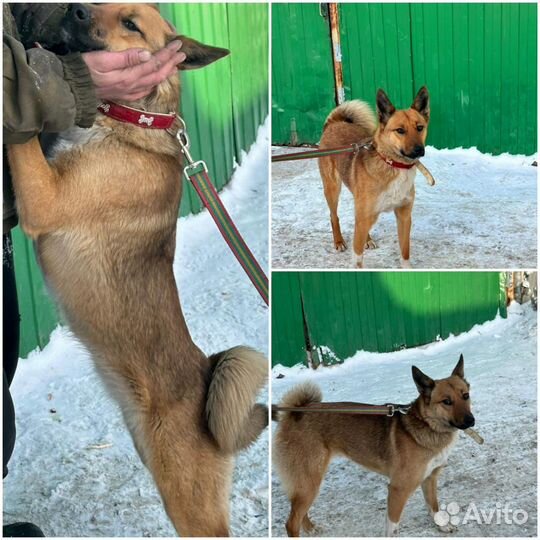 Собака в добрые руки