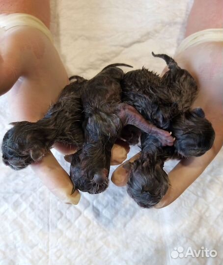 Ветеринарный врач на дом круглосуточно