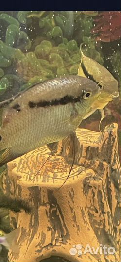 Рыбки пресноводн., аквариумная соль