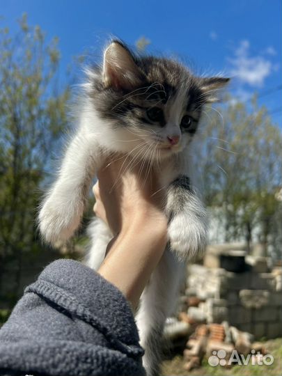 Котята мальчик и девочка