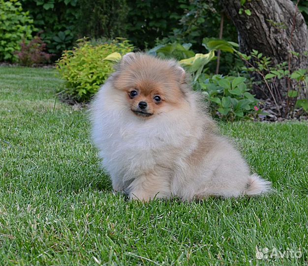 Померанский шпиц, девочки