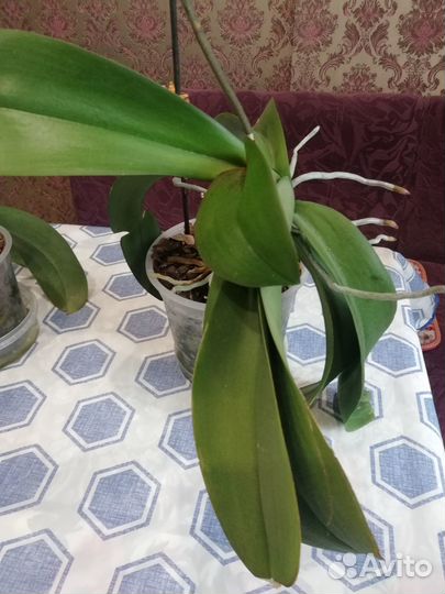 Орхидеи, ук. Чер. Бугенвиллия