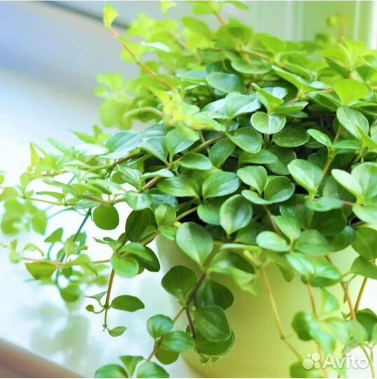 Цикламены, каладиум, пеперомии