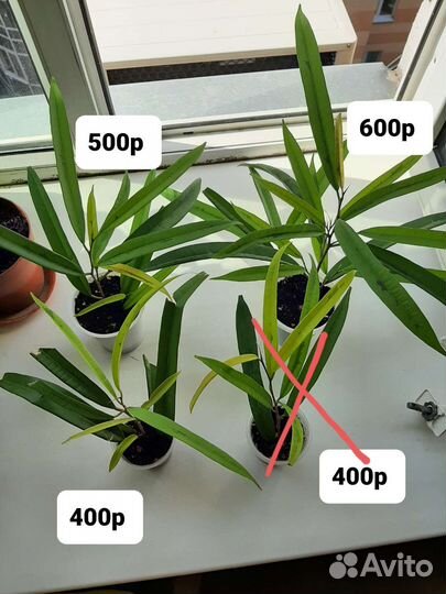 Фикус Али Амстел Грин Голд