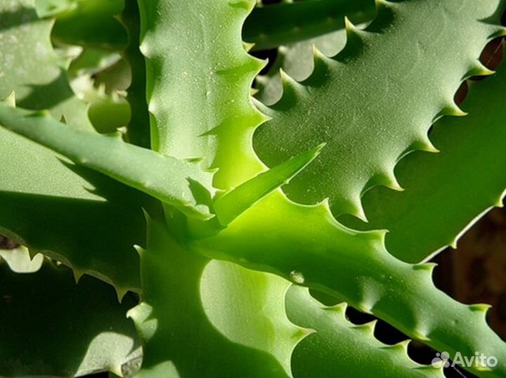 Продаю мирт цветущий и плодоносящий