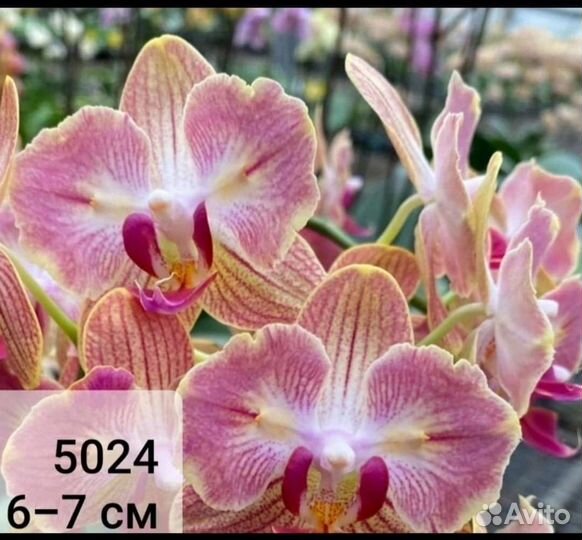 Орхидея бабочка