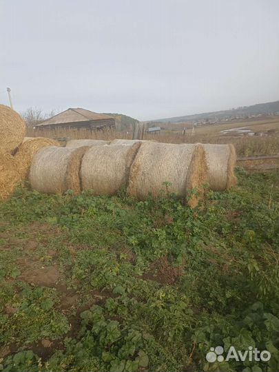 Продам сено в тюках в наличии тюков