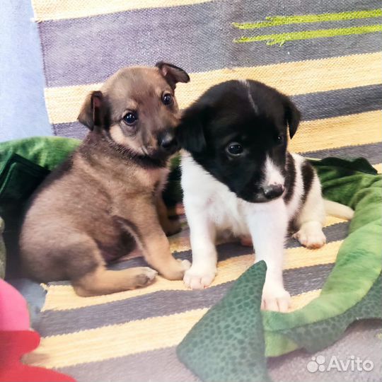 Щеночки в дар