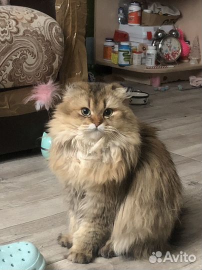 Шотландский кот вязка