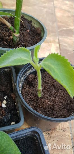 Комнатные цветы