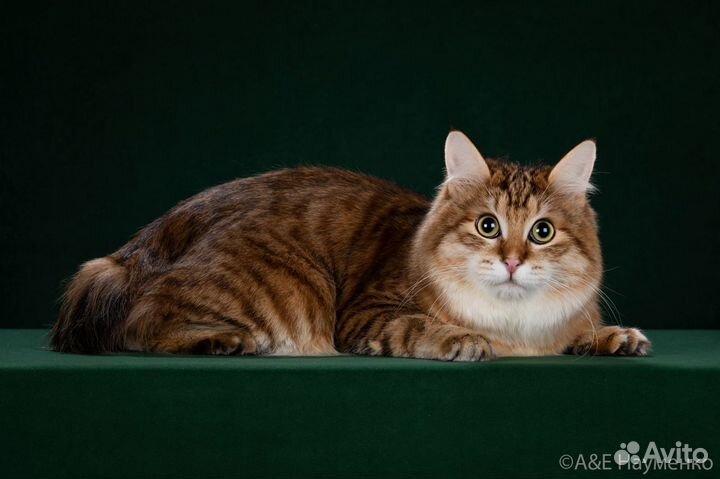 Курильский бобтейл на вязку