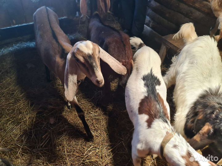 Козье молоко