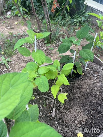 Гортензия / срезы цветок для букетов