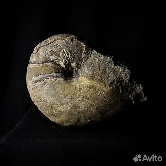 Наутилус Cymatoceras окаменелость ископаемое