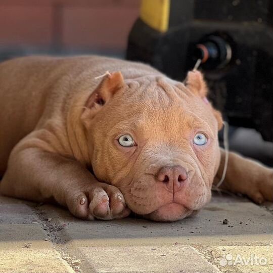 Американский булли щенки