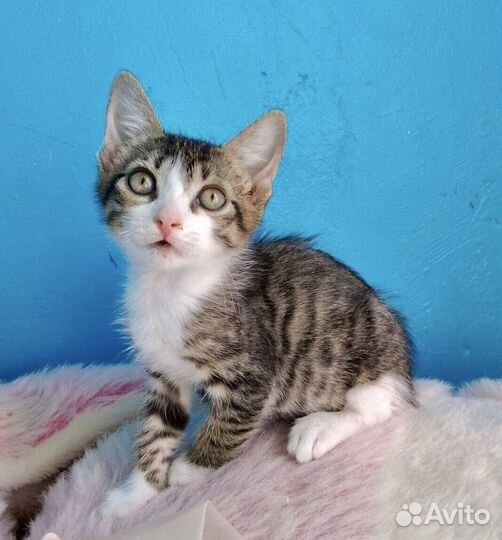 Маркиз в дар