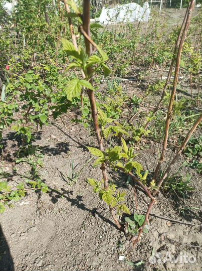 Саженцы ремонтантной малины