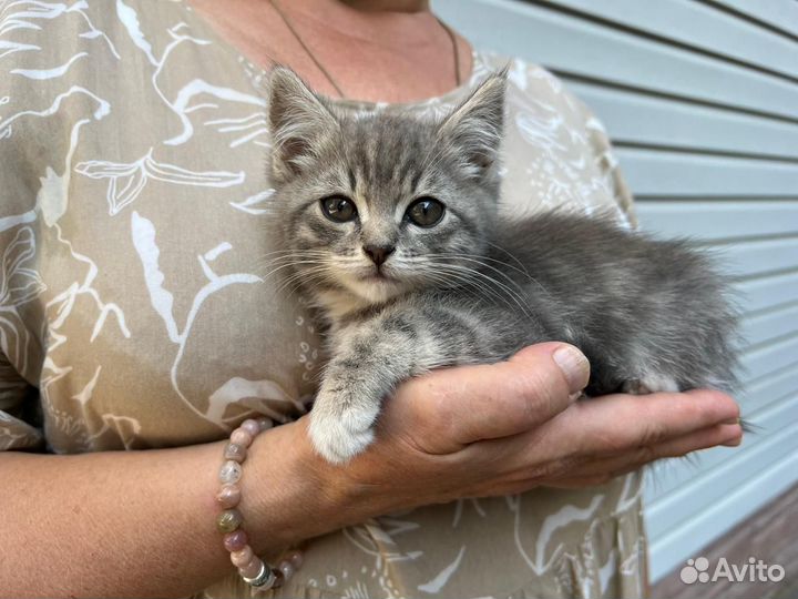 Котёночка отдаём в добрые руки