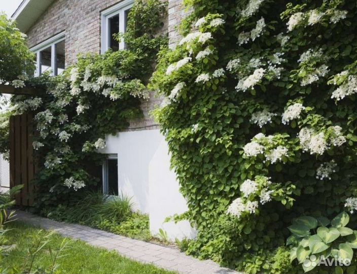 Плетистая гортензия черешковая Петиоларис