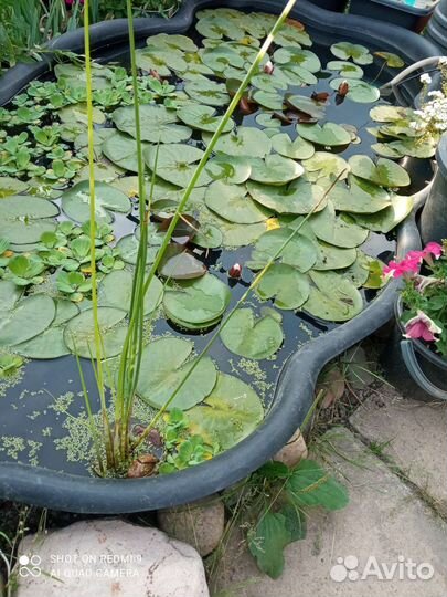 Пистия,камышь зебрино