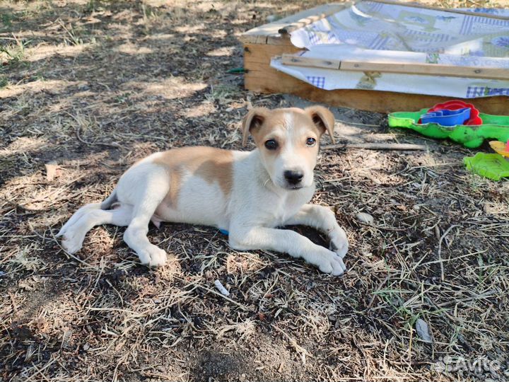 Мальчик в добрые руки