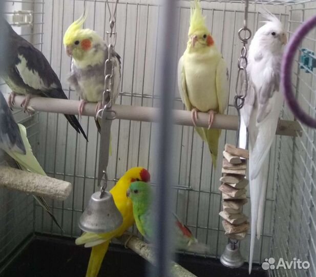 Домашние попугаи, сокращение стаи