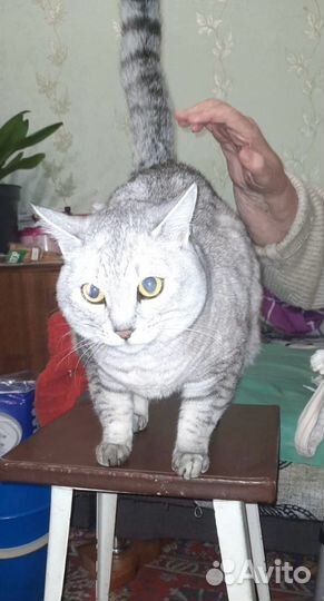 Чудесный котик мечтает о доме