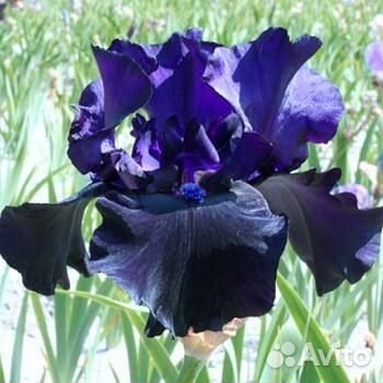 Ирисы сортовые, Розы плетистые, др.цветы садовые