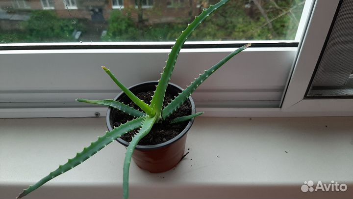 Алоэ столетник