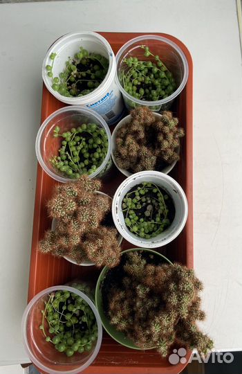 Крестовник роули и кактус