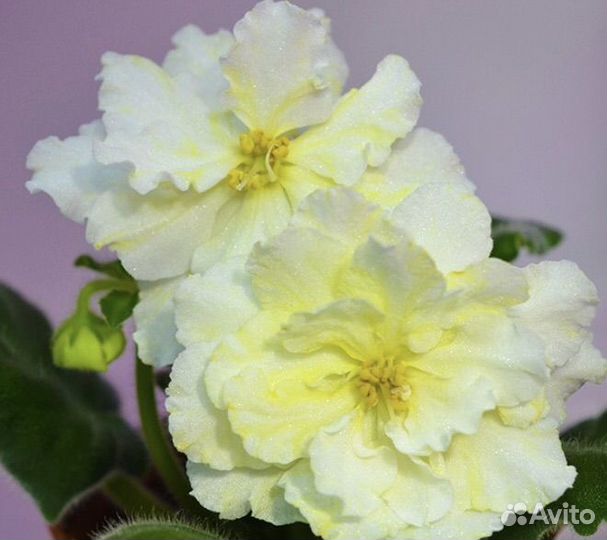 Фиалка сорта рс