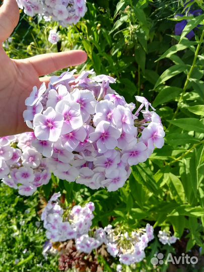 Садовые цветы, флоксы метельчатые