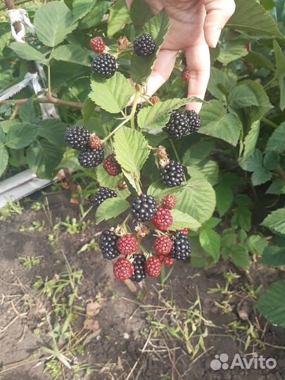 Саженцы Ежевики