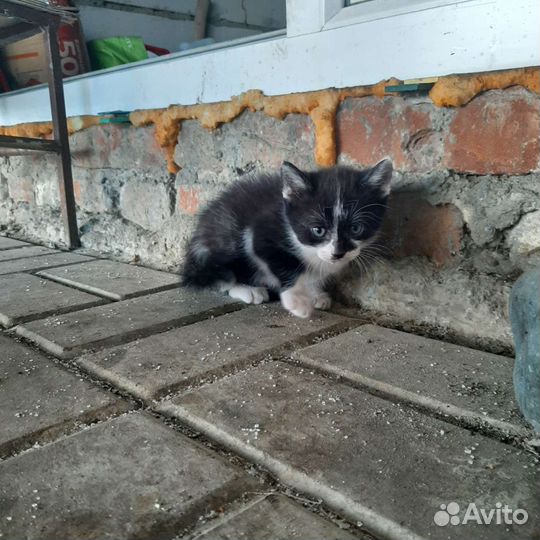 Котята бесплатно