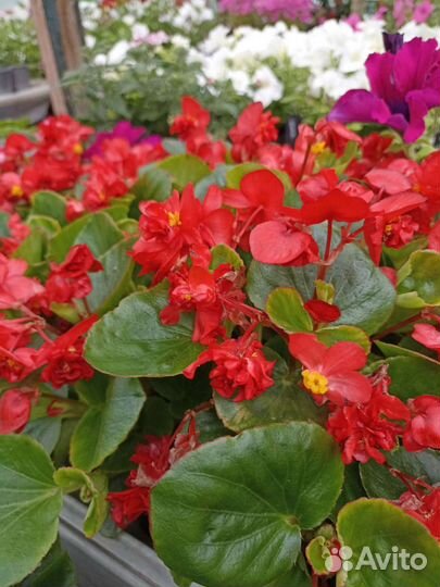 Бегония махровая вечнойветущая