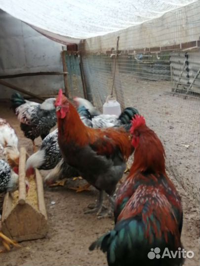 Петух виандот, мараны, билефельдеры