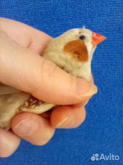 Японские и зебровые амадины