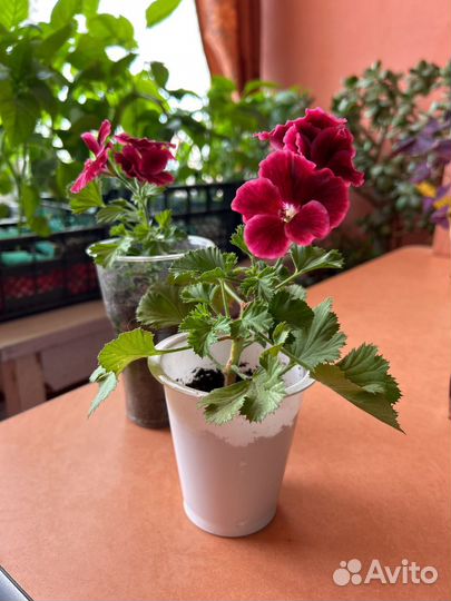 Королевская пеларгония