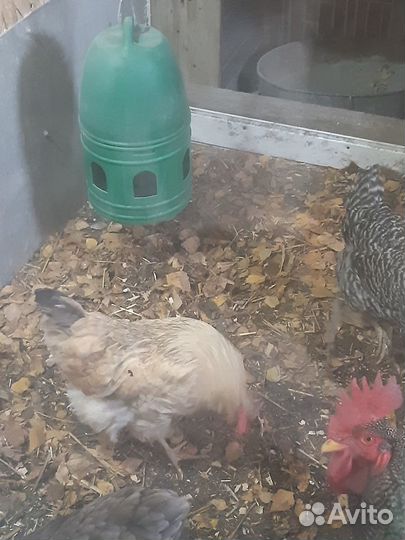 Вакуумные авто-поилки