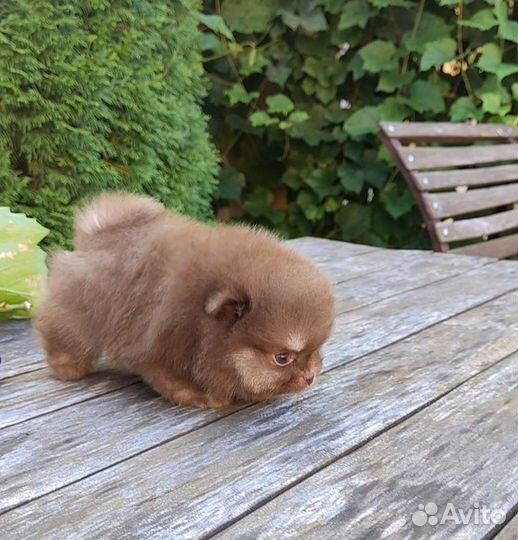 Коротко о размере. Микро Шпиц