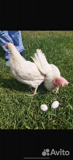 Куры молодки несушки